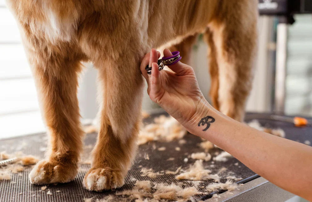 Grooming & Cleaning Products