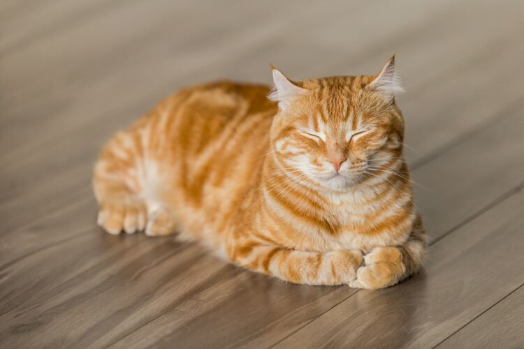 Cat Products
