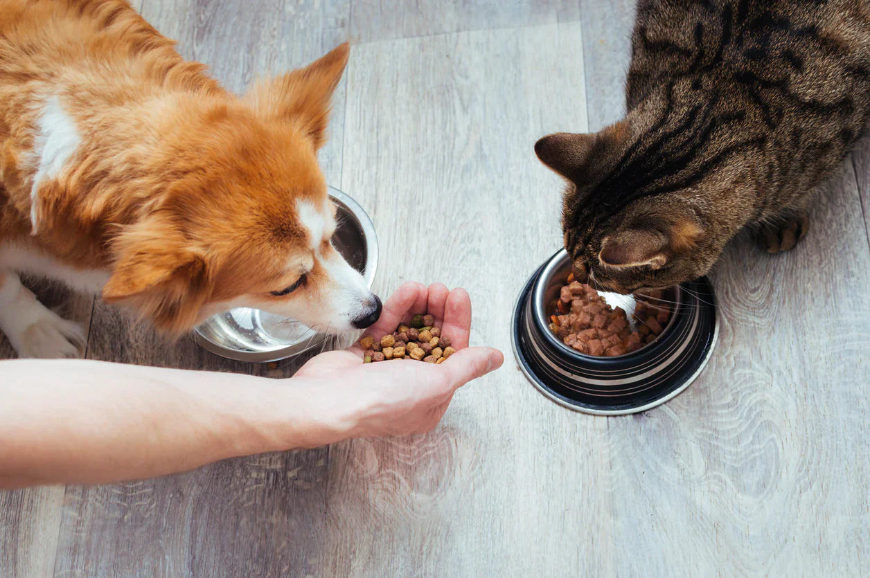 Feeding & Drinking